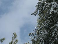 clouds_trees_snow