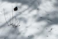 snowshadows